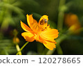 A honeybee resting on a yellow cosmos 120278665