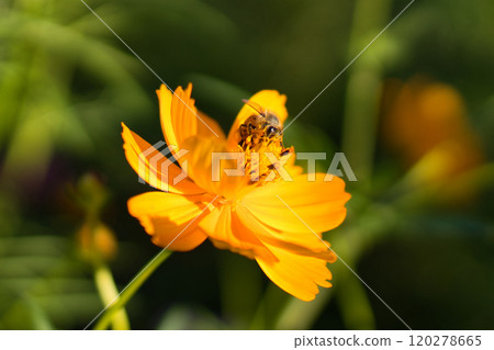 A honeybee resting on a yellow cosmos A honeybee resting on a yellow cosmos 120278665