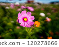 A single pink cosmos blooming in a cosmos field 120278666