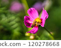 Bee honey sucking cosmos honey 120278668