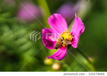 Bee honey sucking cosmos honey Bee honey sucking cosmos honey 120278668