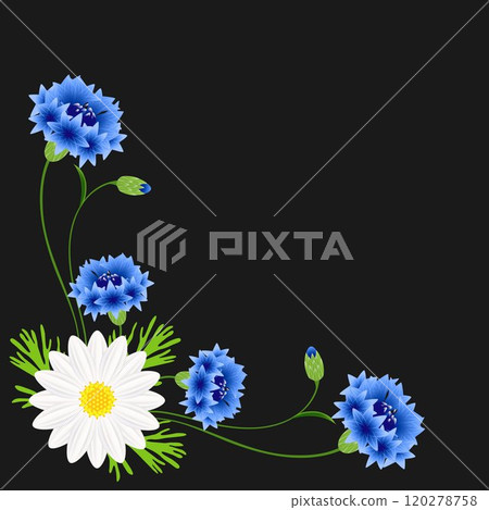 Corner with blue cornflowers and chamomile on a black background. 120278758