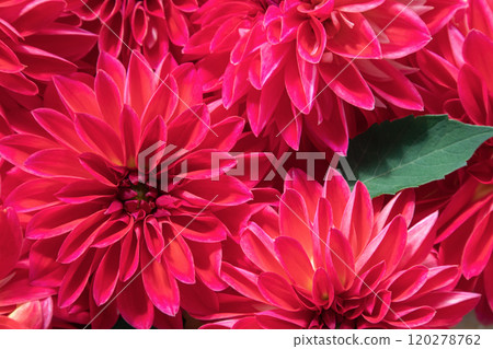 Beautiful pink dahlia flowers. Background, wallpaper, postcard. Beautiful pink dahlia flowers. Background, wallpaper, postcard. 120278762