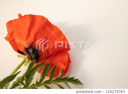 Flowers of red poppy, field poppy on a white background with space for text. Top view, flat plan Flowers of red poppy, field poppy on a white background with space for text. Top view, flat plan 120278763