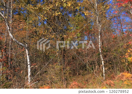 Walking along a forest road in autumn at Jizo Pass in Nagano Prefecture 120278952