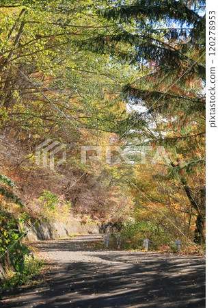 漫步在長野縣地藏嶺的秋季林道 漫步在長野縣地藏嶺的秋季林道 120278953