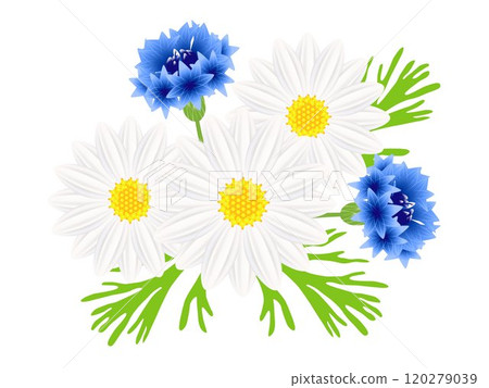 Daisies with blue cornflowers on a white background. 120279039