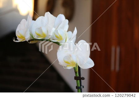 Beautiful lily flower 120279042