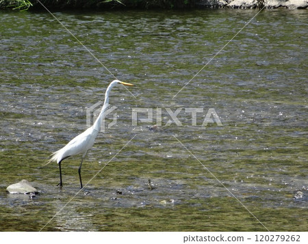 Great Egret (Egret) of Kamo River, Kyoto 120279262