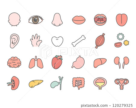 人體大腦器官內臟身體部位插圖集 人體大腦器官內臟身體部位插圖集 120279325