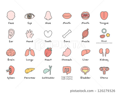 人體大腦器官內臟身體部位插圖集（附說明） 120279326