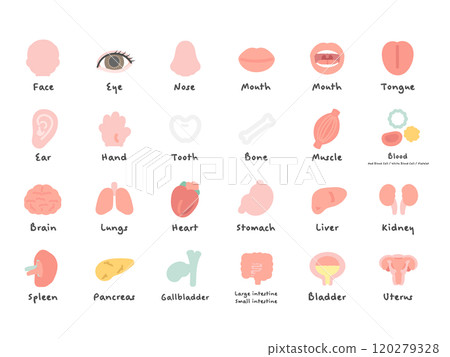 Human body brain organs internal organs body parts illustration set (with explanation) Human body brain organs internal organs body parts illustration set (with explanation) 120279328