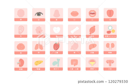 Human body brain organs internal organs body parts illustration set (with explanation) 120279330