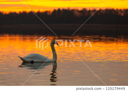 An Elegant Swan Gracefully Gliding at Sunset Over the Calm Waters of a Beautiful Pond 120279449
