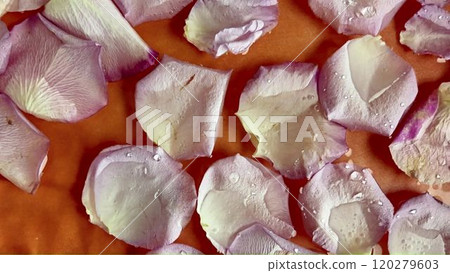 White rose petals in water on orange background. White rose petals float in water. Concept of wedding, love, romance, spa, wellness and cosmetics White rose petals in water on orange background. White rose petals float in water. Concept of wedding, love, romance, spa, wellness and cosmetics 120279603