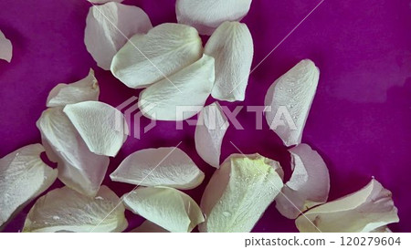 White rose petals move in the water. Raindrops fall on white rose petals. The concept of cosmetics, wellness, spa and self-care 120279604