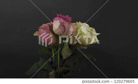 Bouquet of various coloured roses on a black background. Multi-coloured roses on dark background 120279605