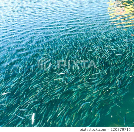 沙丁魚湧入 120279715