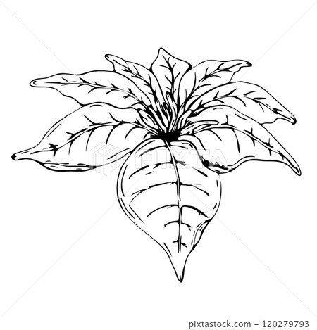 Poinsettia, traditional Christmas flower. Winter holiday plant. Vector illustration. Merry Christmas, Happy New Year seasonal festive decor. For greeting cards, invitations, clipart, sticker Poinsettia, traditional Christmas flower. Winter holiday plant. Vector illustration. Merry Christmas, Happy New Year seasonal festive decor. For greeting cards, invitations, clipart, sticker 120279793