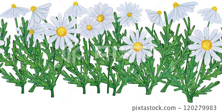 Seamless border of white daisies with green leaves in a natural arrangement. Hand-drawn watercolor illustration, naive style, soft. Suitable for fabric patterns, borders, greeting cards, and decor 120279983