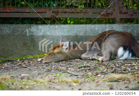 Deer taking a nap Deer taking a nap 120280054