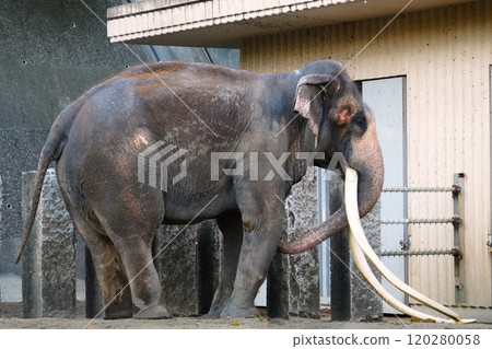 大獠牙大象 120280058