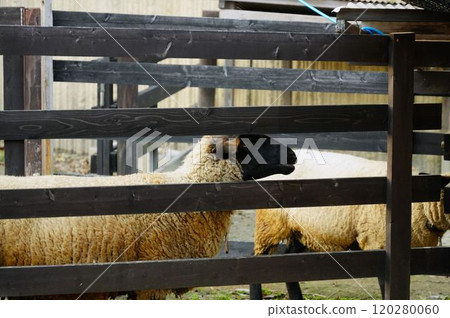 Sheep coming out of the fence 120280060