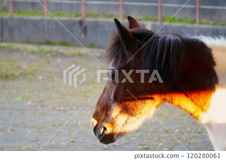Pony 120280061