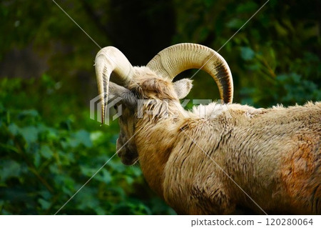 Goat Goat 120280064