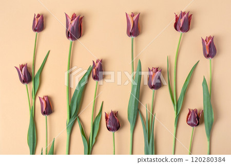 Spring flower burgundy tulips on beige background. Flat lay, copy space Spring flower burgundy tulips on beige background. Flat lay, copy space 120280384