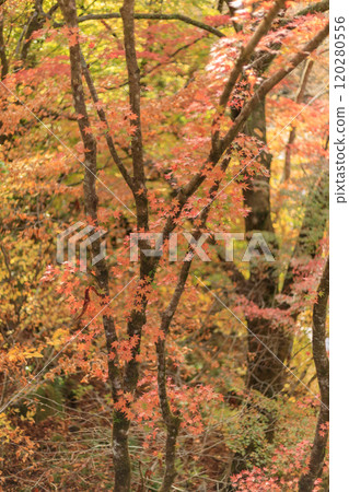 雄鹿溪谷的紅葉(栃木縣鹿沼市) 雄鹿溪谷的紅葉(栃木縣鹿沼市) 120280556