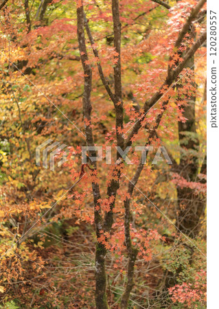 雄鹿溪谷的紅葉(栃木縣鹿沼市) 雄鹿溪谷的紅葉(栃木縣鹿沼市) 120280557