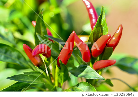 Red pepper 120280642