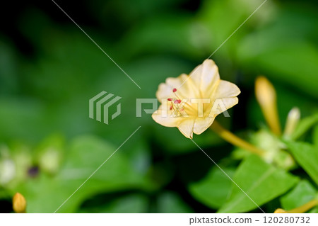 奧斯陸燃燒器 120280732