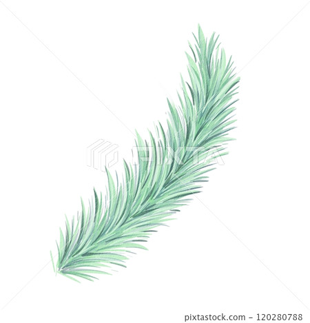Watercolor Christmas spruce branch. Evergreen tree, fir, cedar. Winter green plants, holiday decoration 120280788