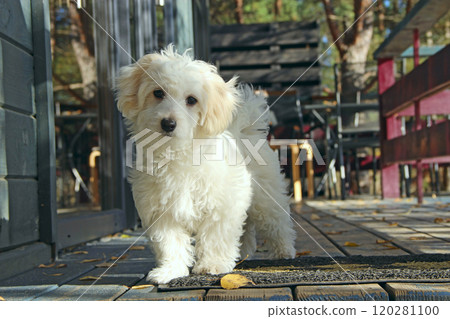 Maltipoo puppy posing. small Maltese dog playing outdoors. Family pet Maltipoo puppy posing. small Maltese dog playing outdoors. Family pet 120281100