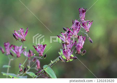 台灣百合科植物的開花 台灣百合科植物的開花 120281620