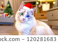 Cute Ragdoll kitten enjoying Christmas Cute Ragdoll kitten enjoying Christmas 120281683
