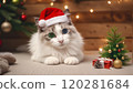 Cute Ragdoll kitten enjoying Christmas Cute Ragdoll kitten enjoying Christmas 120281684