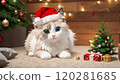 Cute Ragdoll kitten enjoying Christmas Cute Ragdoll kitten enjoying Christmas 120281685