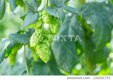 Image of a hop field (stock photo) 120281715