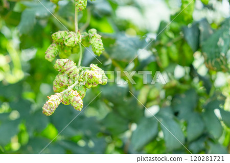 Image of a hop field (stock photo) 120281721