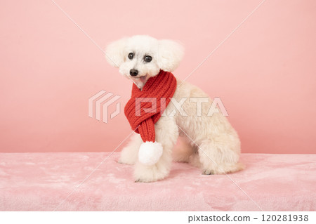 A white toy poodle with a pink background and a red scarf A white toy poodle with a pink background and a red scarf 120281938