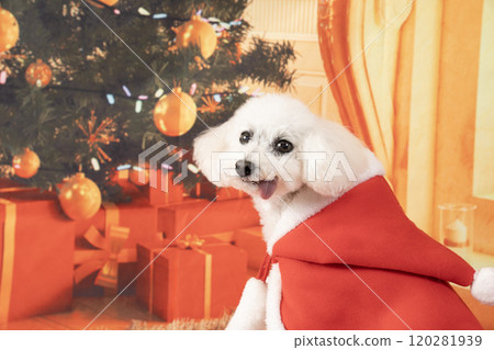 聖誕樹和微笑的白色玩具貴賓犬 120281939