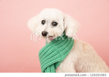 有粉紅色背景和綠色圍巾的白色玩具貴賓犬 120281983