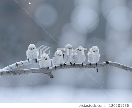 Long-tailed tit in the snow 120281986