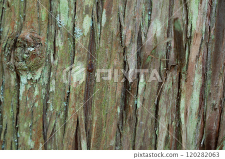 雪松樹表面的圖像（照片素材） 120282063