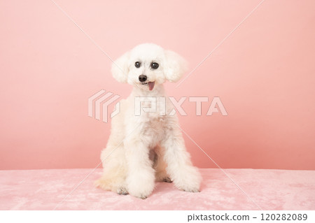 Pink back and smiling white toy poodle 120282089