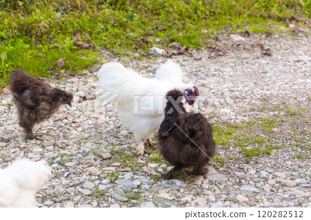 Close up of group of chinese Silkie Brahma chickens and cock feeding in grass meadow. White hen walking at farm. Sustainably Raised Chicken In Species-Appropriate Free-Range Husbandry 120282512