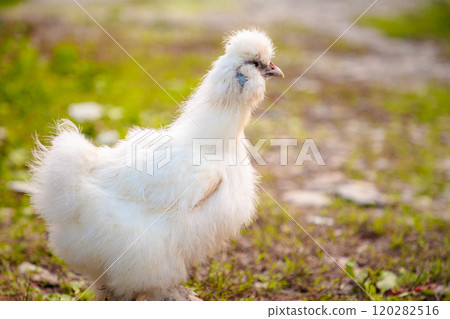 Side view of White Chinese Silkie Brahma chicken feeding in grass meadow. Copy space. Sustainably Raised Chicken In Species-Appropriate Free-Range Husbandry Side view of White Chinese Silkie Brahma chicken feeding in grass meadow. Copy space. Sustainably Raised Chicken In Species-Appropriate Free-Range Husbandry 120282516